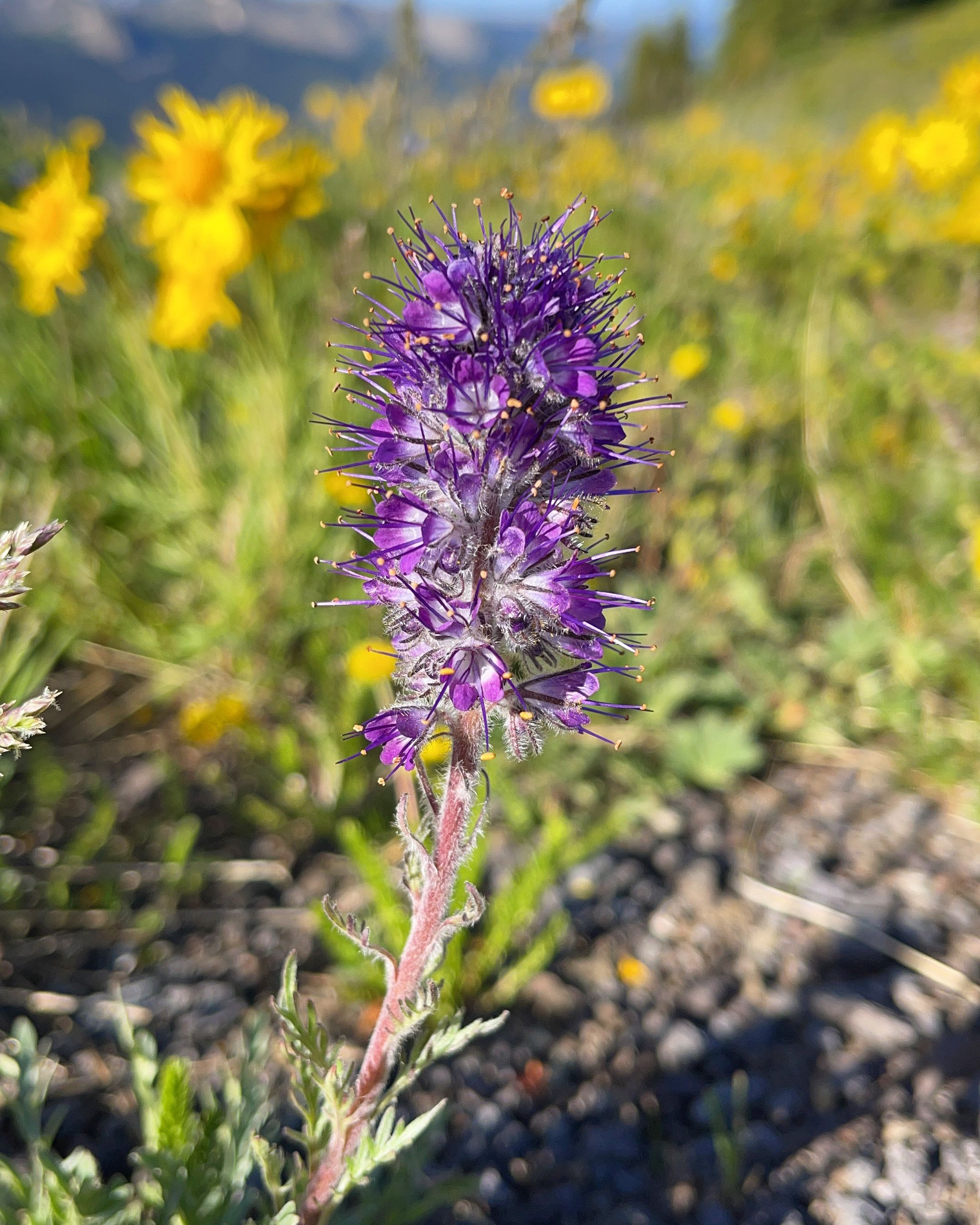 Silky Phacelia with dense clusters of purple flowers and silver foliage